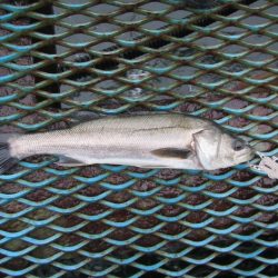 オリジナルメーカー海づり公園(市原市海づり施設) 釣果