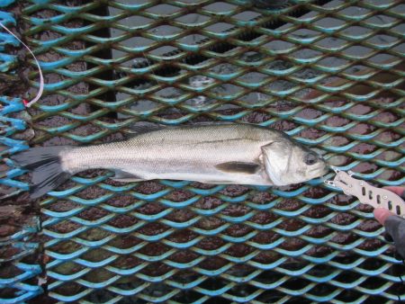 オリジナルメーカー海づり公園(市原市海づり…