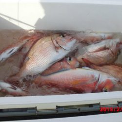 大進丸(新潟) 釣果