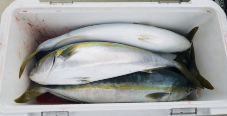 遊漁船 ニライカナイ 釣果