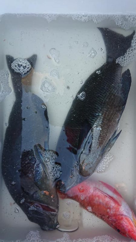 伊豆下田フィッシング 釣果