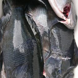 伊豆下田フィッシング 釣果