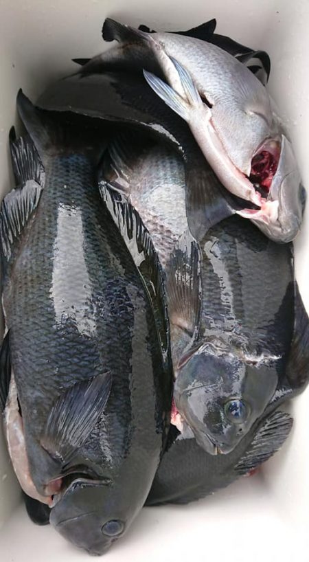 伊豆下田フィッシング 釣果