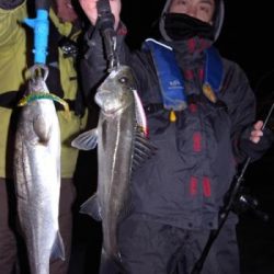 シーマジカル 釣果