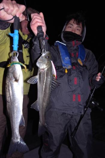 シーマジカル 釣果