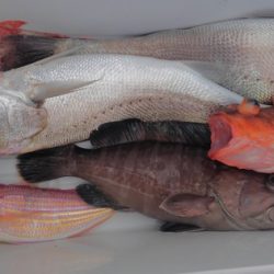 遊漁船 新鋭丸 釣果