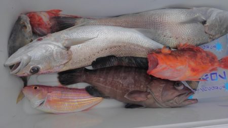 遊漁船 新鋭丸 釣果