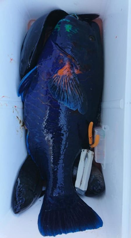 伊豆下田フィッシング 釣果