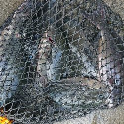 伊豆下田フィッシング 釣果