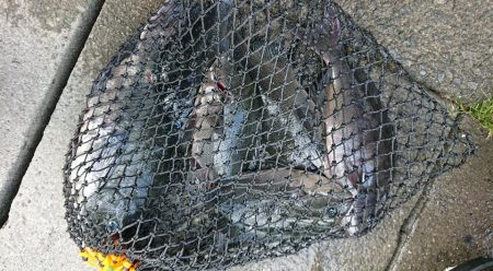 伊豆下田フィッシング 釣果