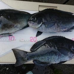 伊豆下田フィッシング 釣果