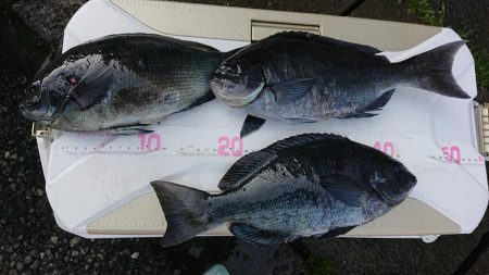 伊豆下田フィッシング 釣果
