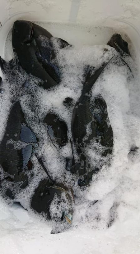 伊豆下田フィッシング 釣果