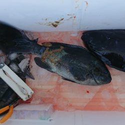 伊豆下田フィッシング 釣果