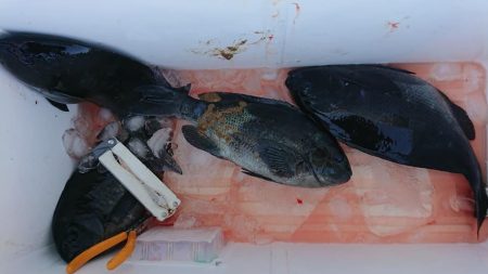 伊豆下田フィッシング 釣果