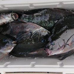 伊豆下田フィッシング 釣果