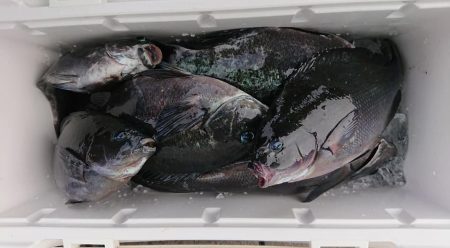 伊豆下田フィッシング 釣果