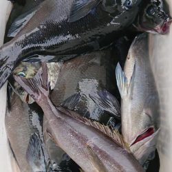伊豆下田フィッシング 釣果