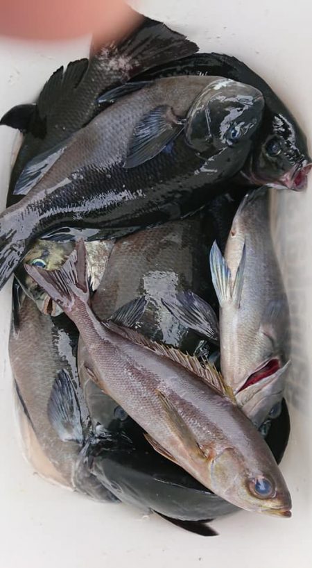 伊豆下田フィッシング 釣果