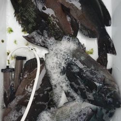 伊豆下田フィッシング 釣果