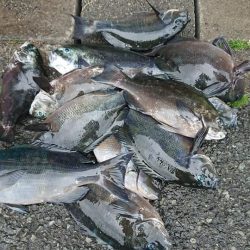 伊豆下田フィッシング 釣果