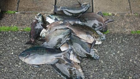 伊豆下田フィッシング 釣果