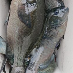 伊豆下田フィッシング 釣果