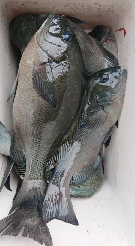 伊豆下田フィッシング 釣果