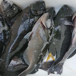 伊豆下田フィッシング 釣果