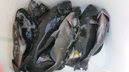 伊豆下田フィッシング 釣果