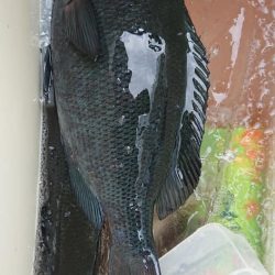 伊豆下田フィッシング 釣果