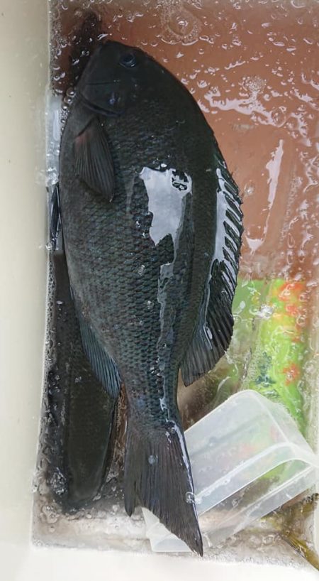 伊豆下田フィッシング 釣果