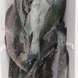 伊豆下田フィッシング 釣果