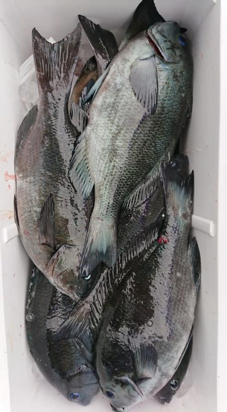 伊豆下田フィッシング 釣果