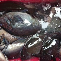 伊豆下田フィッシング 釣果