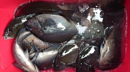 伊豆下田フィッシング 釣果