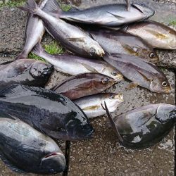 伊豆下田フィッシング 釣果