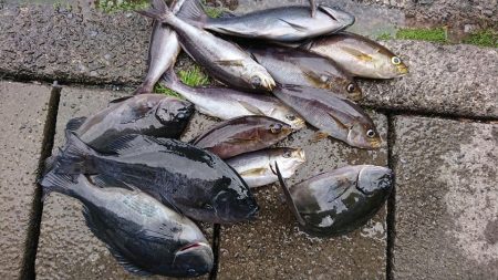 伊豆下田フィッシング 釣果