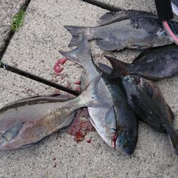 伊豆下田フィッシング 釣果