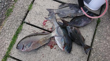 伊豆下田フィッシング 釣果