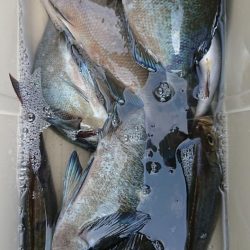 伊豆下田フィッシング 釣果