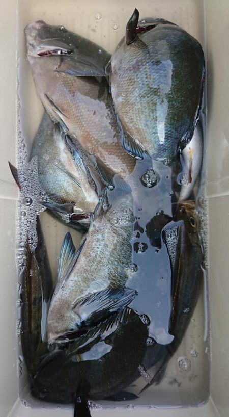 伊豆下田フィッシング 釣果