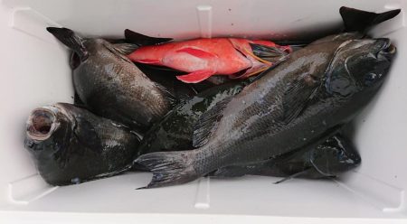 伊豆下田フィッシング 釣果