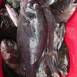 伊豆下田フィッシング 釣果