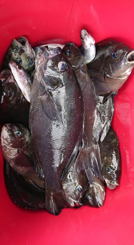 伊豆下田フィッシング 釣果