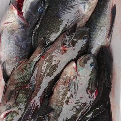 伊豆下田フィッシング 釣果