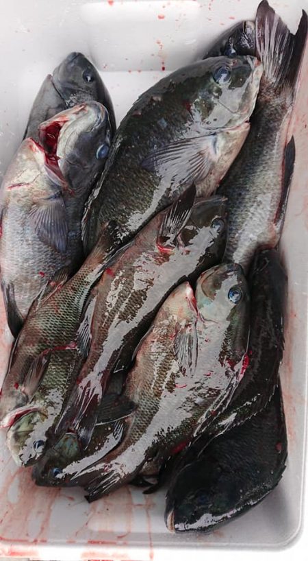 伊豆下田フィッシング 釣果