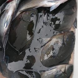 伊豆下田フィッシング 釣果