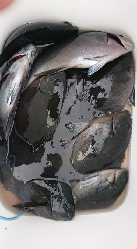 伊豆下田フィッシング 釣果