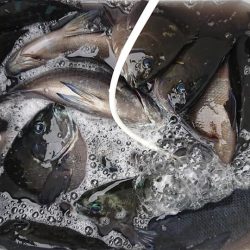 伊豆下田フィッシング 釣果